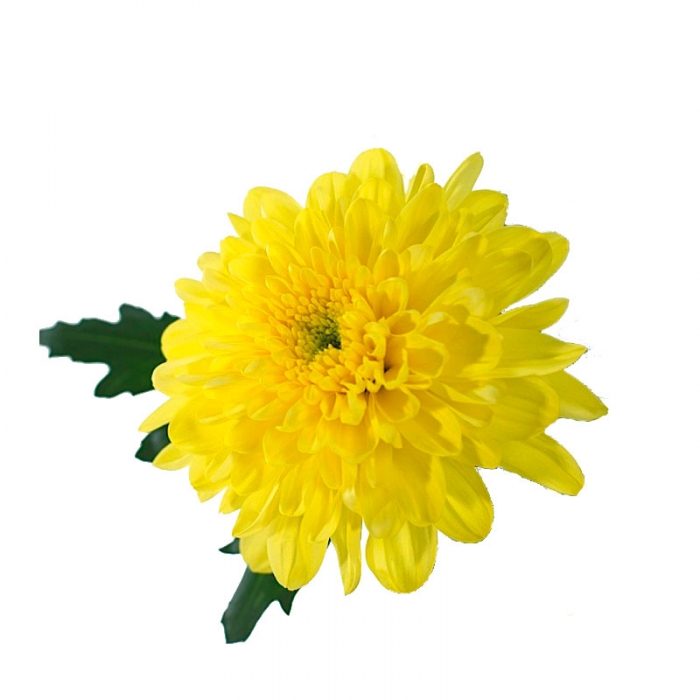 Хризантема Zembla, жёлтая (штучно) Брабион Калуга