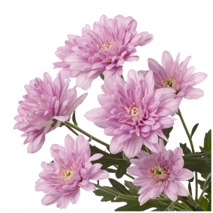 Хризантема кустовая Baltika, розовая Брабион Калуга