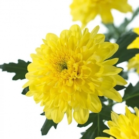 Хризантема кустовая Baltika, жёлтая Брабион Калуга
