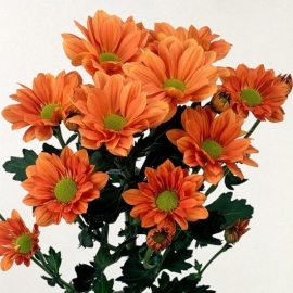 Хризантема кустовая Grand Orange Брабион Калуга