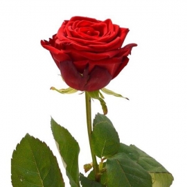 Роза Red Naomi (60см) Брабион Калуга