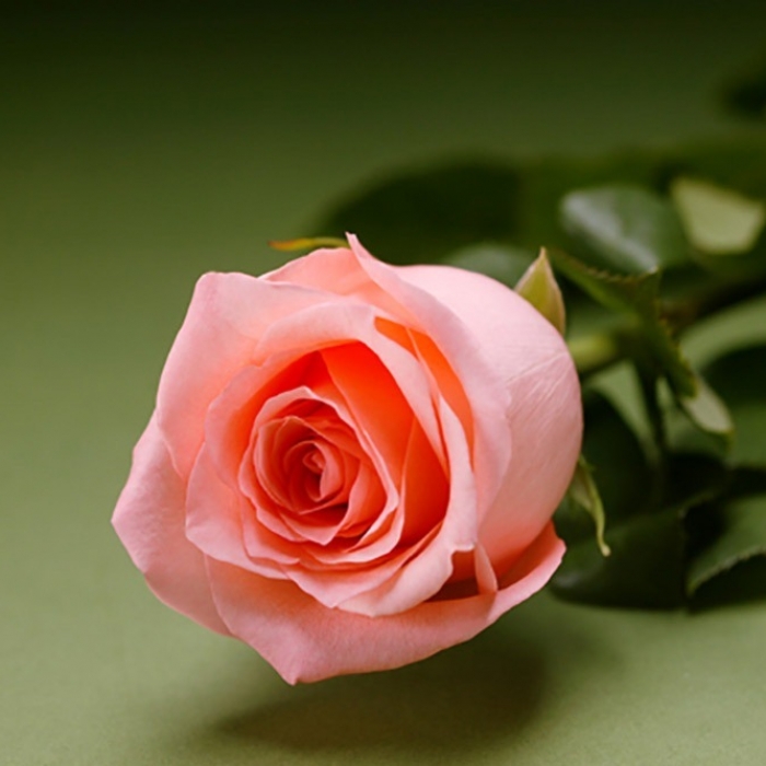 Роза Engagement Native Blooms (50см) Брабион Калуга