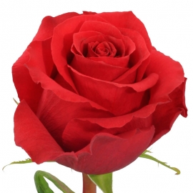 Роза Nina Native Bloom (60см) Брабион Калуга