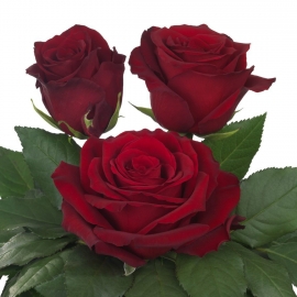 Роза Explorer Agreroses (80см) Брабион Калуга