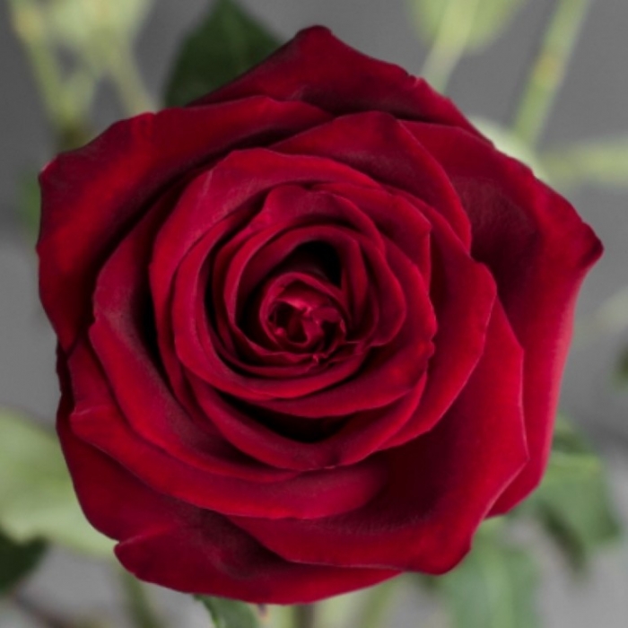 Роза Explorer Agreroses (80см) Брабион Калуга